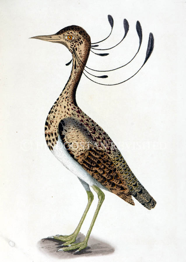 /data/Original Prints/Natural History/THE CURMOOR OR FLORICAN.jpg